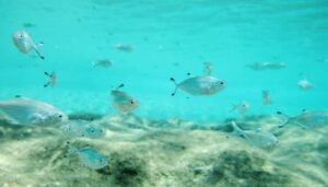 CABO DE GATA - SNORKEL